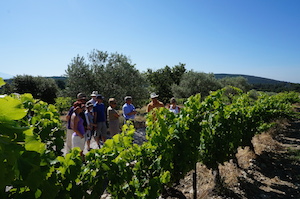 Wine making course in the Rhone Valley
