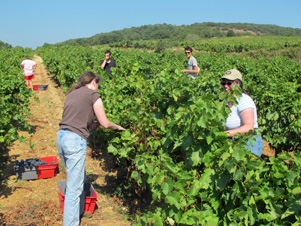 Wine Lover Gift. Harvest Experience day in the south pf France at domaine Allegria, Pezenas, Languedoc-Roussillon