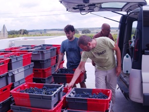Unloading the crates full of the harvested grapes