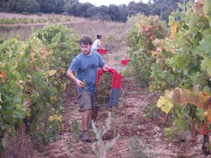 Speading the grape stems amongst row of vines to compost and return nutrients to the soil