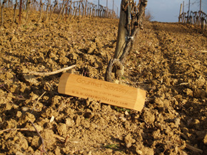 Wine Experience Gift for wine enthusiasts. Adopt your own vines in an organic vineyard