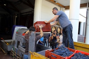 Emptying the grapes into the de-stemming machine