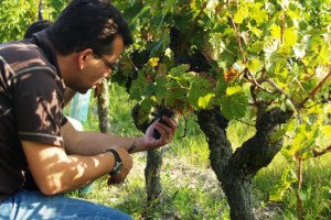 Picking the grapes during the Harvest Experience Day in the French vineyard in Chinon, the Loire Valley
