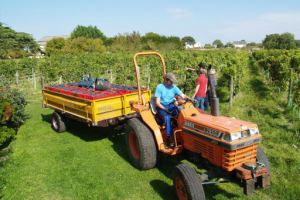 Taking the harvested grapes by tractor to the Fermentation Hall