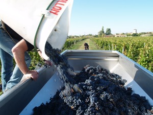 Harvest Wine Experience Gift. Emptying the picked grapes.