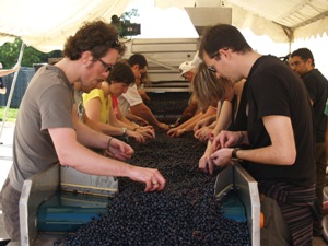 Sorting the grapes on the sorting table