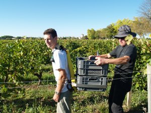 A porter collecting crates of harvested grapes