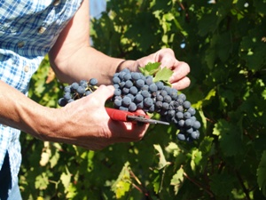 Pickeing the bunches of grapes during the harvest in Bordeaux