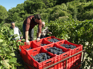 Harvesting of organic vines at chateau cohola