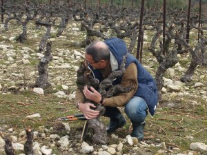 Adopt-a-Vine gift in France. Follow the making of your own wine in the Cotes du Rhone.