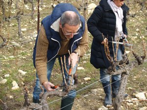 Original wine experience gift in the vineyard. Pruning the vines.