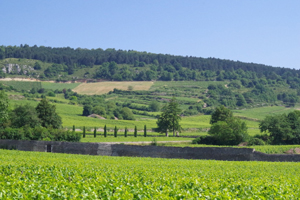 Wine Experience Gift. Rent-a-vine in Burgundy and get involved in working in the vineyard
