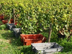 Containers at the start of each vine row to collect the harvested grapes