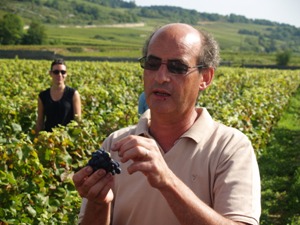 Assessing the quality of the grapes