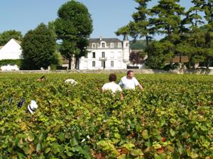 Harvest Experience Day at Domaine Chapelle in Burgundy France
