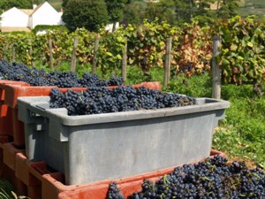 Filling the crates with the harvested grapes