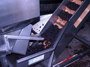 Filling the fermation tanks with the harvested grapes