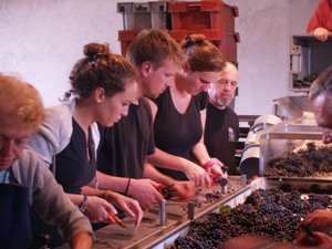 Sorting the good from bad grapes on the sorting table