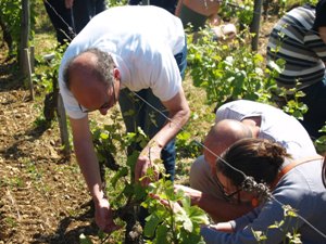 Cultivating the vines organically