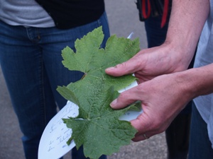 The difference betwwen Chardonnay and Pinot Noir Vine Leaves