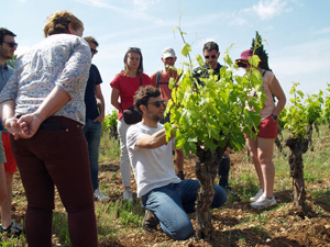 Clément explains the work in the vineyard 