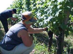 Effeuillage - removing leaves from the petit verdot vines