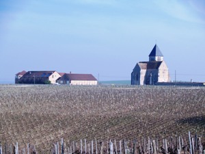 In the Middle of the Chablis vineyards for the Wine Dicovery Experience Day