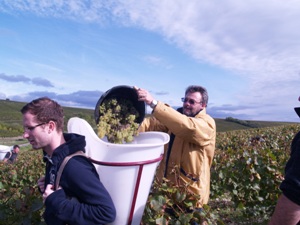 Emptying the harvested grapes into the porter's basket