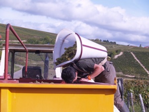Emptying the harvested grapes into the trailer without falling in