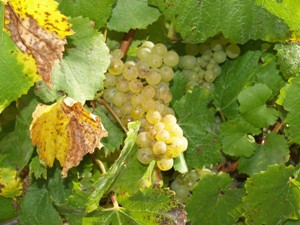 Chardonnay grapes ready for picking