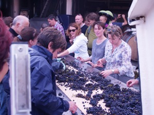 Sorting the Pinot Noir graoes on the sorting table