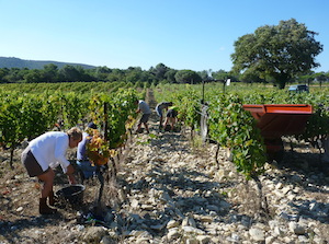 adopt a vine gift in the Cotes du Rhone, France