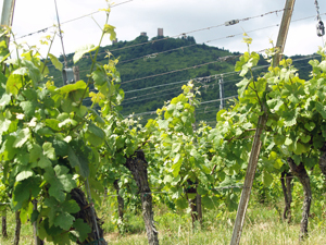 Adopt a vine in France, Alsace