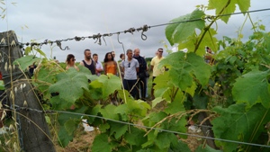 Vineyard experience in Bordeaux, France