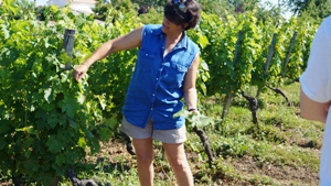 Wine making experience, biodynamic, Bordeaux