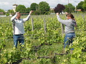 Vineyard experience in Bordeaux
