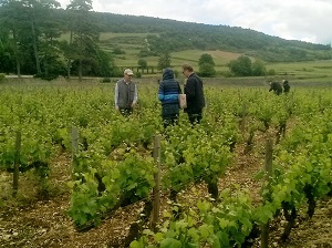 Vine-tending course in Santenay, Burgundy, France