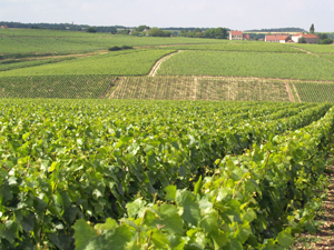 Vineyard experience in Chablis, organic white wine gift