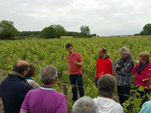Vineyard Experience in Loire Valley, France