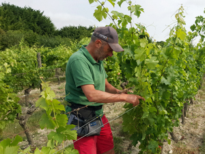 Vineyard experience working on the vines in the Loire Valley, France