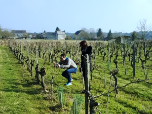 Rent a vine, Loire Valley, France