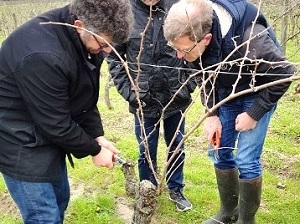 Pruning course as a wine gift box in France
