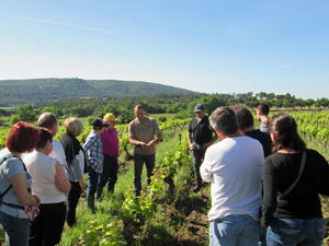 Vineyard experience in Rhone Valley, France