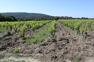 Vine adoption in the Rhone Valley