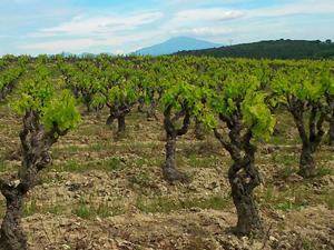 Adopt a vine in Rhone Valley, France