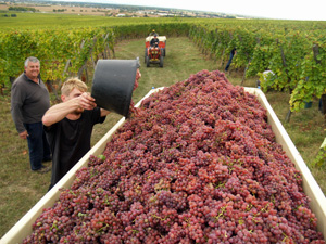 Originial wine enthusiast gift. Participate in the harvest at a French organic vineyard