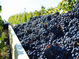 Adopt a vine and pick grapes during the harvest with the Gourmet Odyssey Wine Experience gift