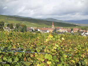 Discover a French winery during the Harvest Experience gift experience day in Alsace