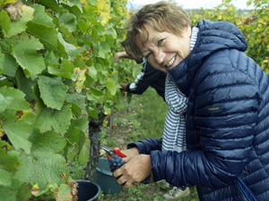 Pick your own grapes from your adopted vines in Alsace with the Gourmet Odyssey Wine Experience gift
