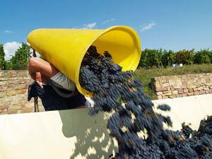 Join the harvest and learn the hard work that goes into making wine